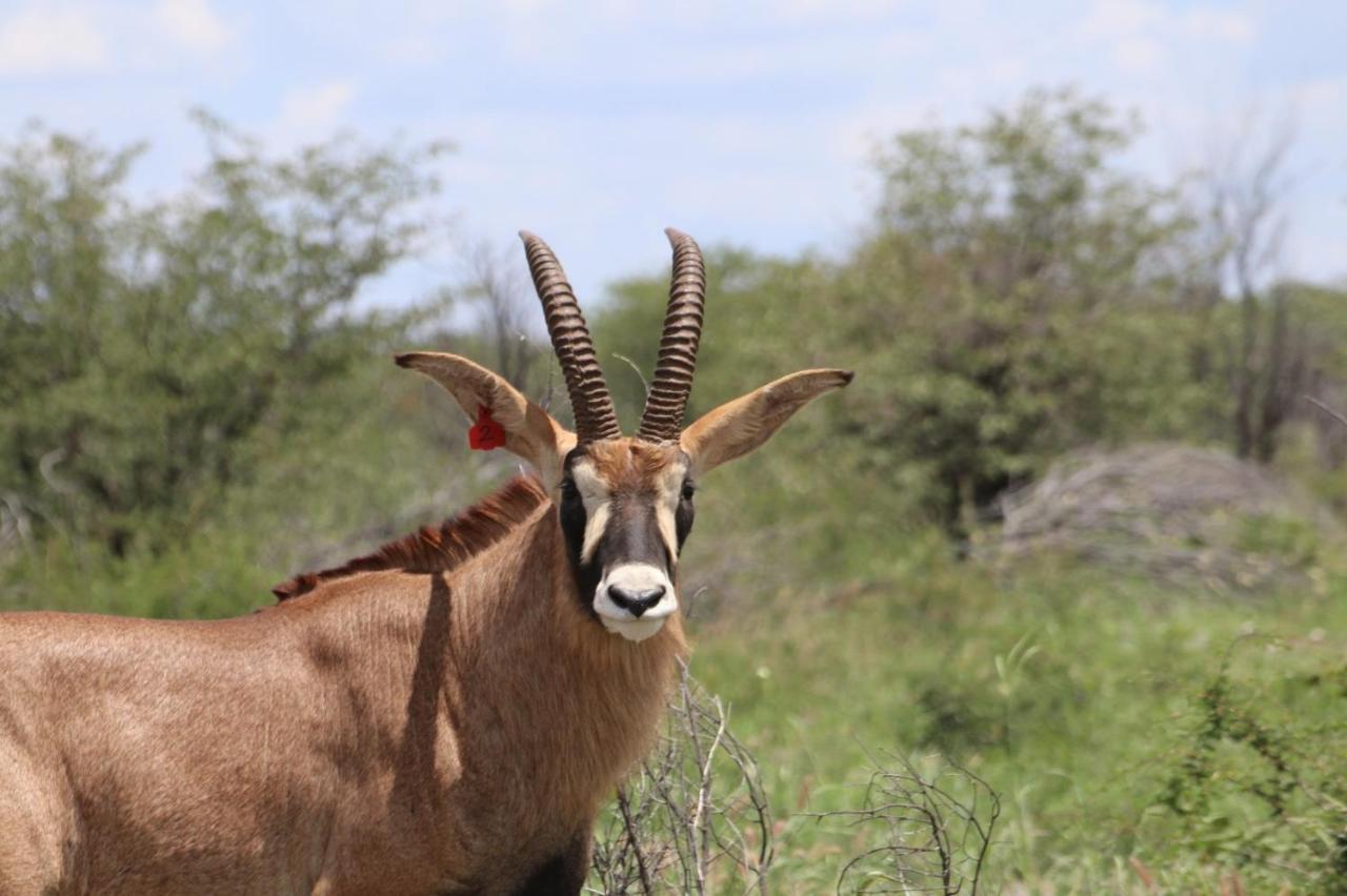 Kifaru Luxury Lodge Outjo Bagian luar foto