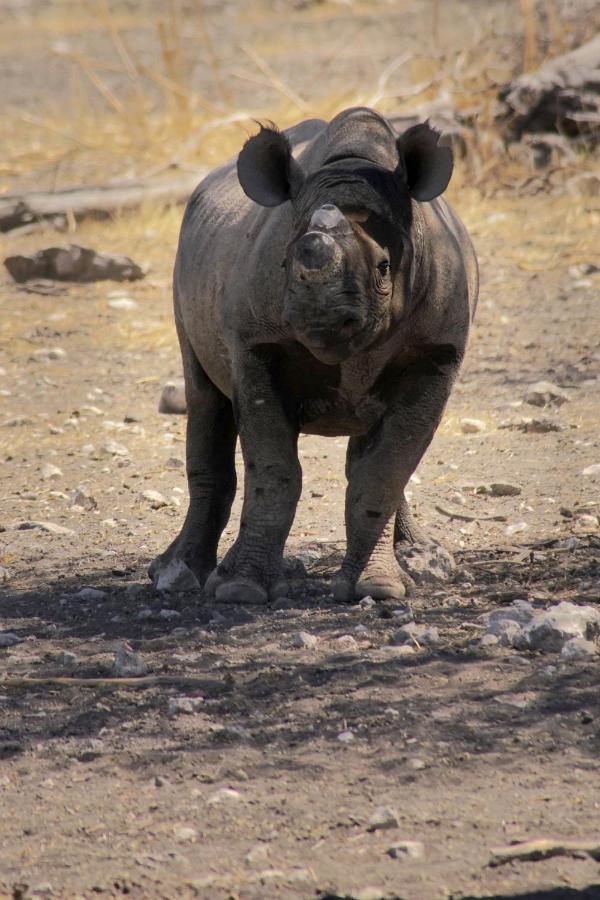 Kifaru Luxury Lodge Outjo Bagian luar foto